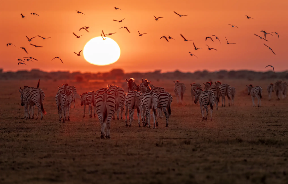 Nxai Pan National Park, North-Central Botswana, Botswana
